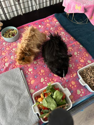 Lieve cavia’s zoeken een warme, ervaren thuis (gratis)