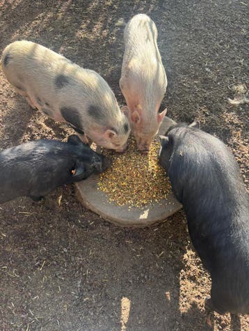 Mannelijk minivarken - zwart