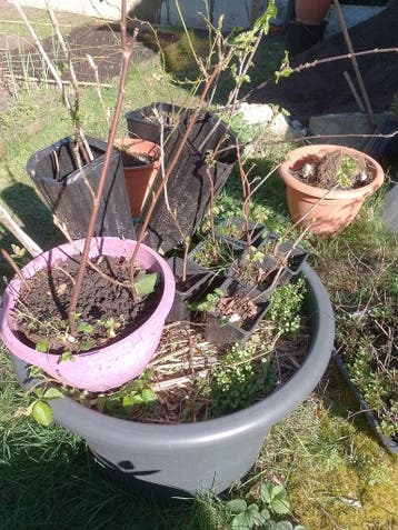 Gratis rode bes (aalbes/ jeneverbes) plantjes