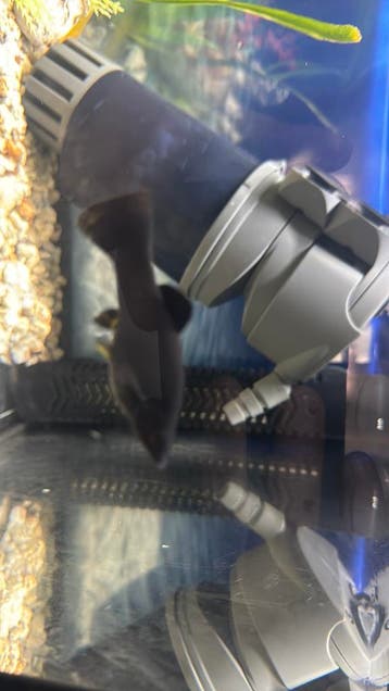 Aquarium vissen gratis