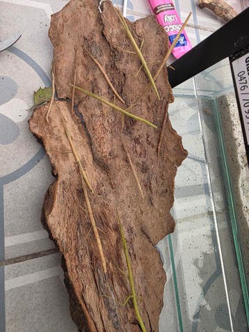 Indische wandelende takken