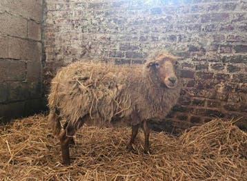 Gratis schapen op te halen