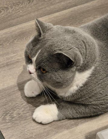 Brits korthaar kater blauw/wit met stamboom