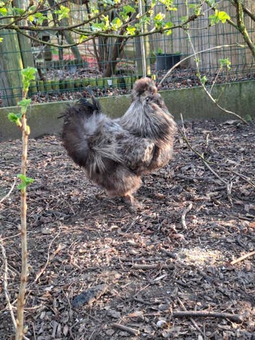 Gratis haantje te kiezen niet voor de slacht