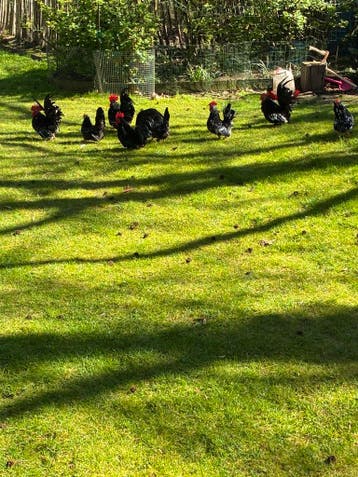 Ukkelse baardkrielen, chabo’s, hollandse kriel