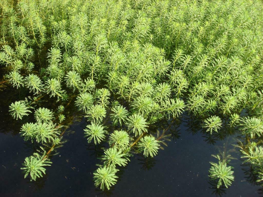 VEDERKRUID vijverplant zuurstofplant, Ophalen, Gebruikt