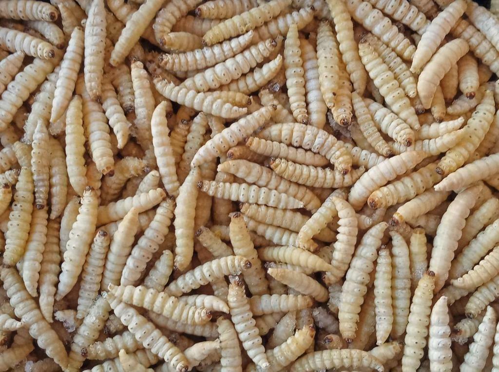 Insectes vivants !!!, Animaux & Accessoires