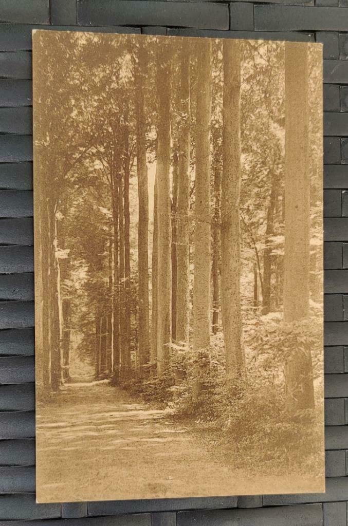 kasteel van Gaesbeek dreef langs de vijvers, Ophalen of Verzenden, Ongelopen, Vlaams-Brabant