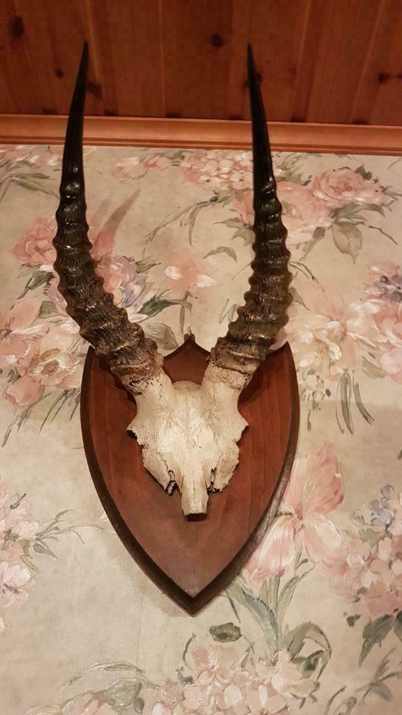 gewei van afrikaanse blesbok, Ophalen, Gebruikt, Wild dier, Gewei of Kop