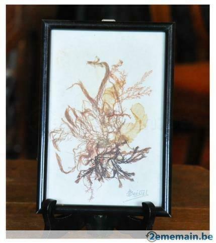 herbier algue  dans cadre vitré, Enlèvement ou Envoi