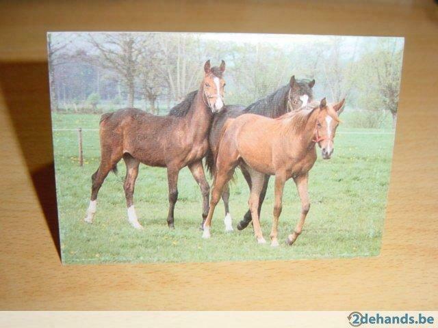 Zakkalender paarden, Enlèvement ou Envoi