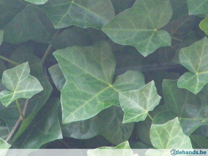 Klimop  (Hedera), Jardin & Terrasse, Enlèvement ou Envoi, Couvre-sol