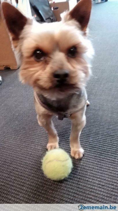 Homme de compagnie, pour aider  les personnes, Services & Professionnels