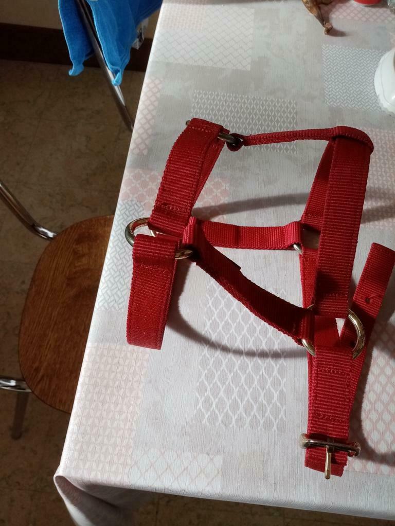 Licol pour cheval neuf (mauvaise affaire), Animaux & Accessoires, Enlèvement ou Envoi, Neuf