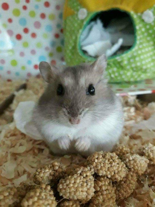 Vakantie opvang knaagdieren en konijnen, Soins