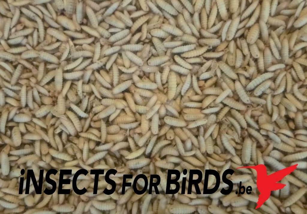 AF TE HALEN AANSTAANDE VRIJDAG !!! LEVENDE INSECTEN !!!, Dieren en Toebehoren