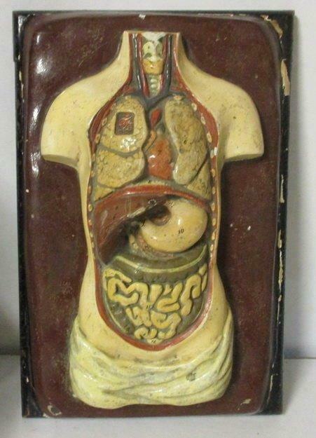 antiek half relief anatomische menselijke torso heel klein !, Verzamelen, Verzenden, Gebruikt