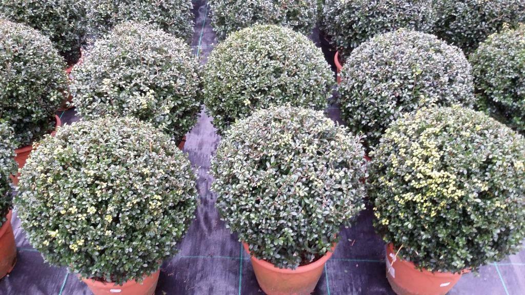 ilex   bollen  25 cm en  40  cm, Volle zon, Vaste plant, Bloeit niet, Ophalen