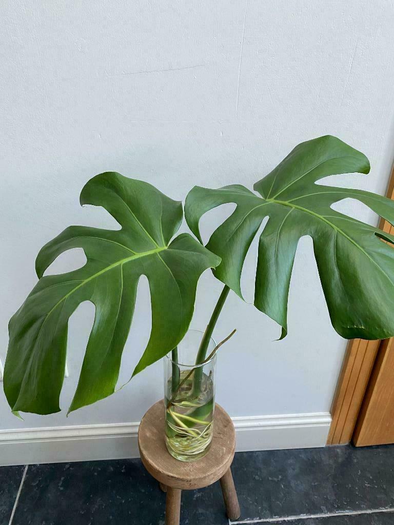 Goed gewortelde monstrera, gatenplant, kan nu uitgeplant!!!, Huis en Inrichting, Kamerplanten, Groene kamerplant, Ophalen, Overige soorten