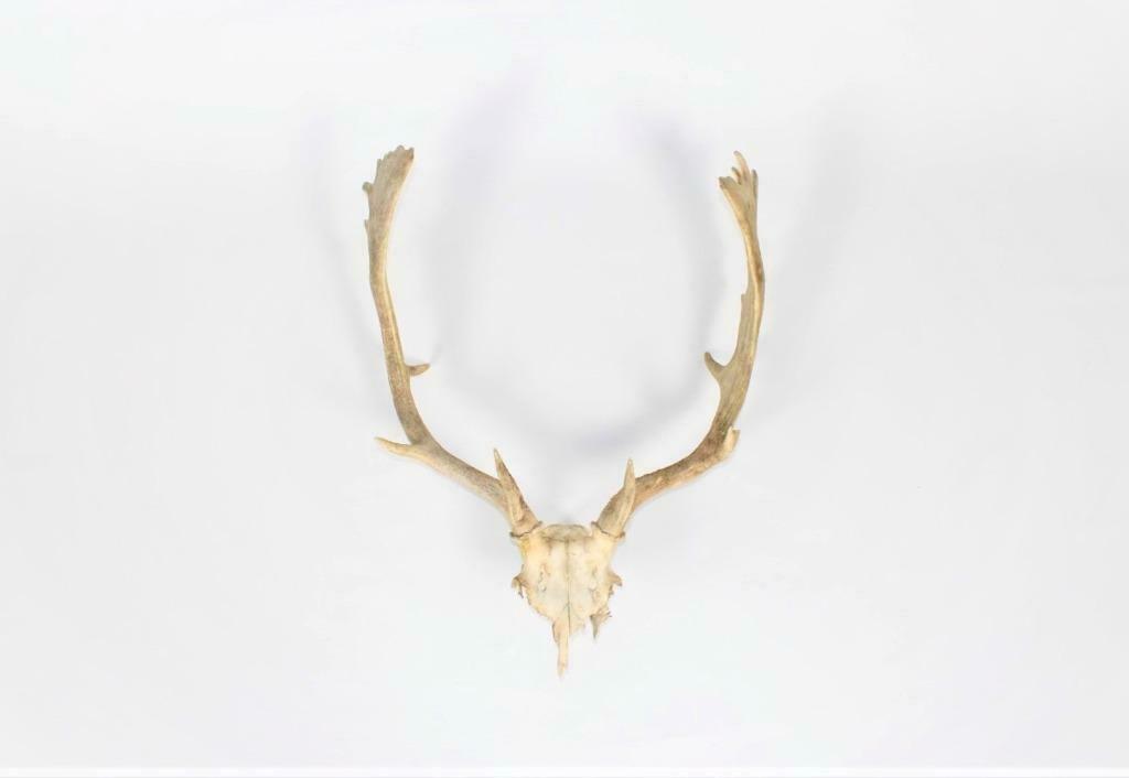 gewei damhert, Ophalen