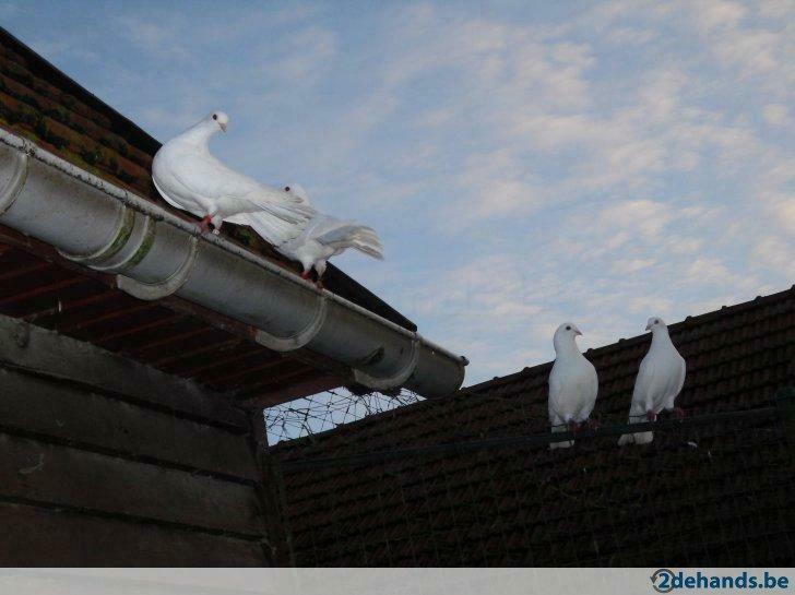 Witte duiven trouwers, Plusieurs animaux, Pigeon voyageur