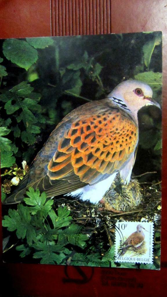 FIRST DAY OP KAART- VOGELS VAN BUZIN- DE TORTELDUIF, Ophalen of Verzenden, Gestempeld, Dier of Natuur