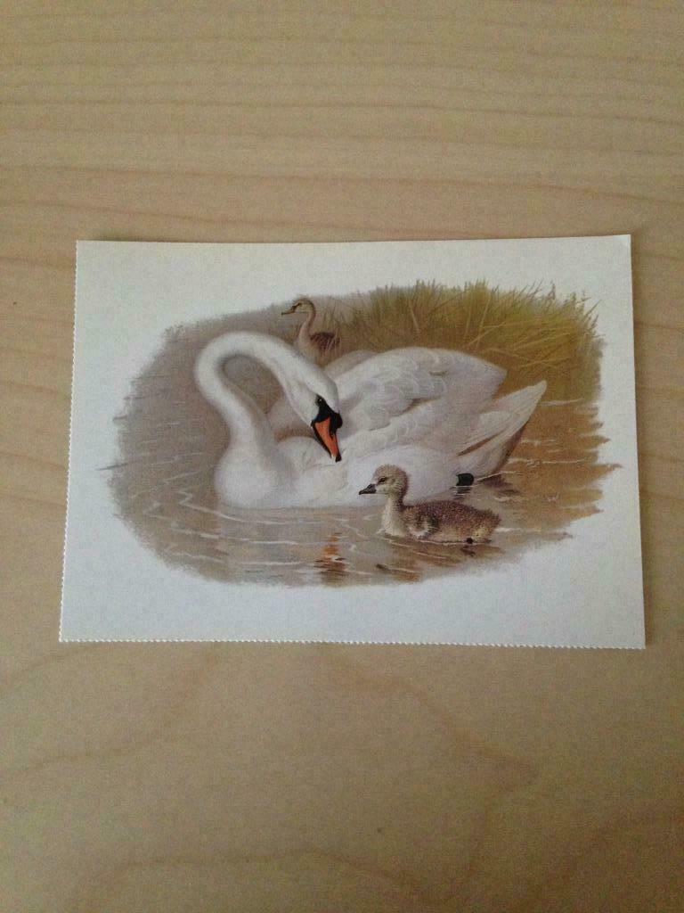 Collection Cartes Photos Oiseaux & Volatiles, Enlèvement ou Envoi