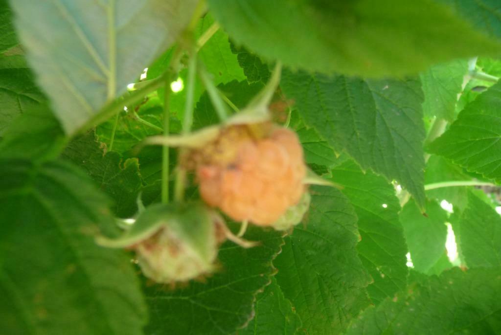 Framboos plantje - gele frambozen, Tuin en Terras, Planten | Tuinplanten, Volle zon, Vaste plant, Ophalen of Verzenden, Zomer
