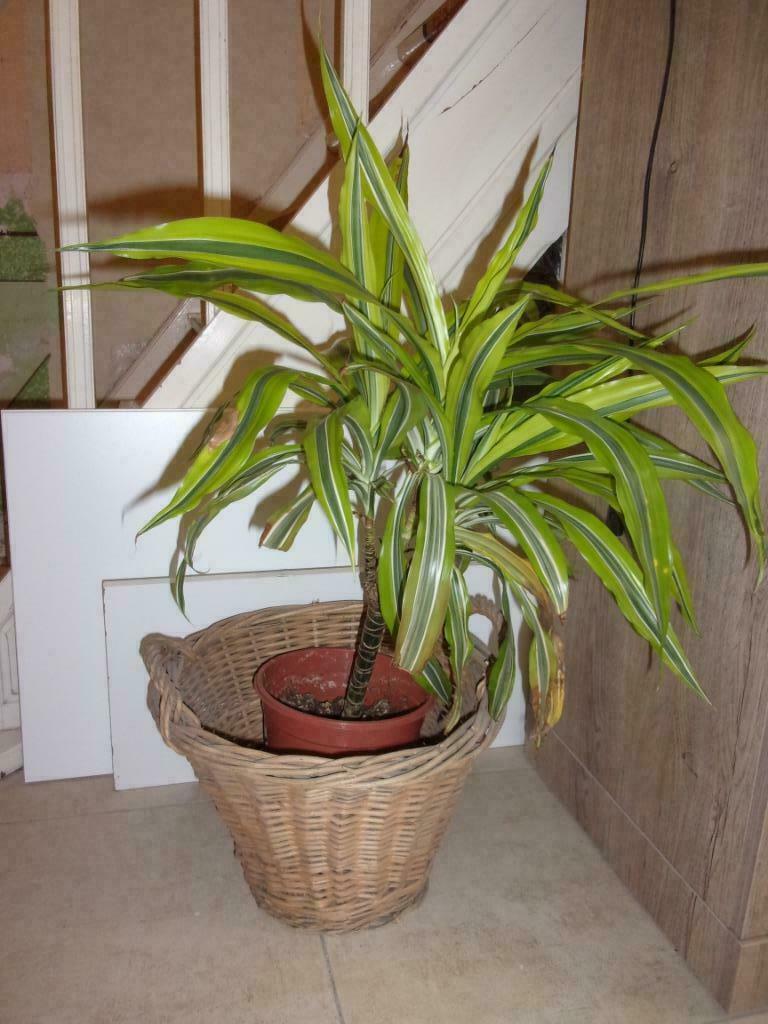 panier rond en osier, Maison & Meubles, Enlèvement ou Envoi, Osier, Rond, Panier