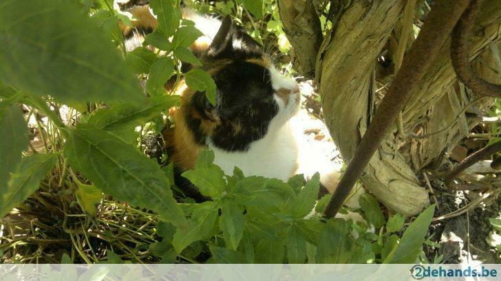 gratis opruiming tvv cats in crisis ramsgate, Services & Professionnels