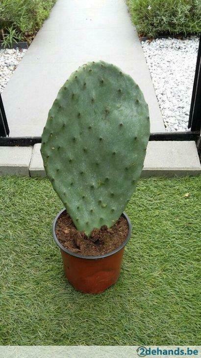 Opuntia ficus indica (vijgcactus), Jardin & Terrasse, Plantes | Jardin