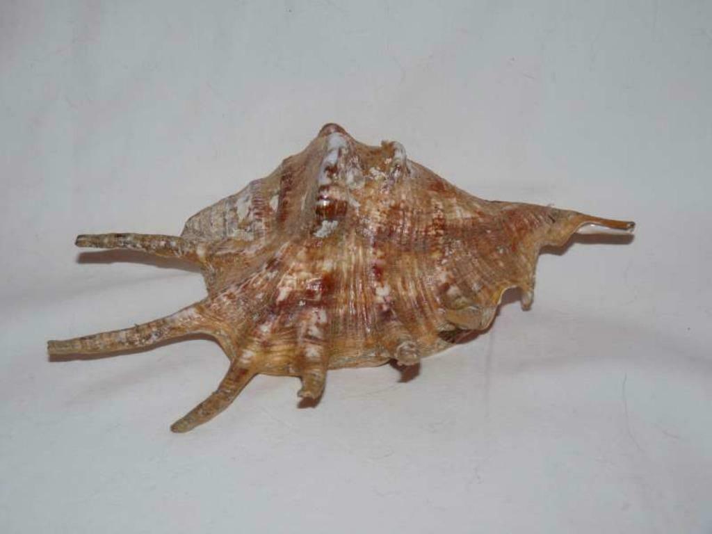 Zeeschelp, Ophalen of Verzenden, Schelp(en)