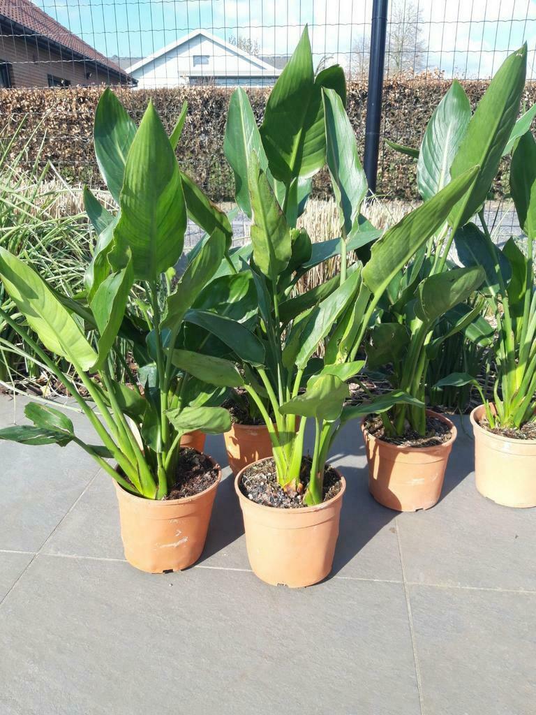 strelitzia Reginea, Tuin en Terras, Overige soorten, Volle zon, Vaste plant, Ophalen of Verzenden