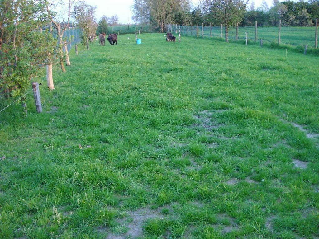 Ponyweide / hondenloopweide te huur vanaf 1 mei 2026, Dieren en Toebehoren, Weidegang