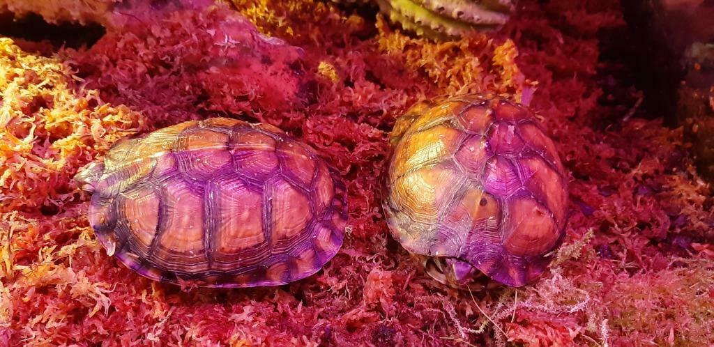 Terrapena carolina major, Dieren en Toebehoren, Reptielen en Amfibieën, Schildpad, 0 tot 2 jaar