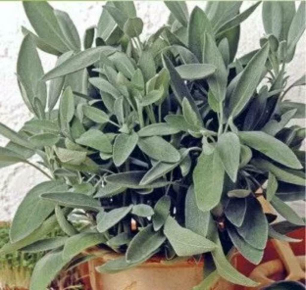 Bio verse en gedroogde salie kruiden, Tuin en Terras, Planten | Tuinplanten, Ophalen, Vaste plant, Kruiden