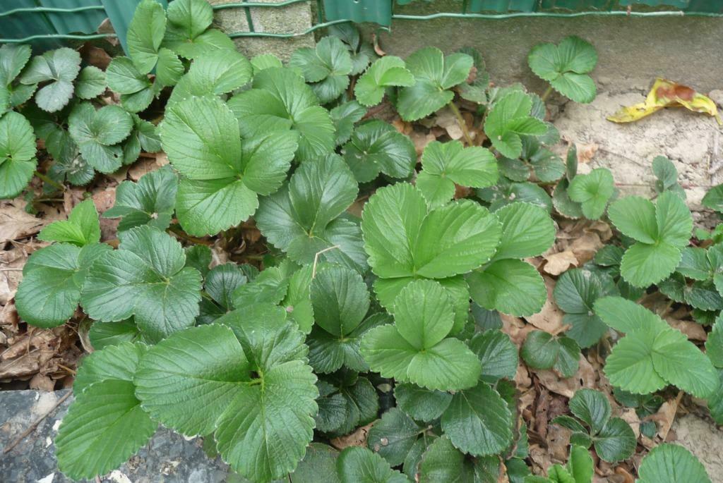 Framboos-aardbeiplanten “Frau Mieze Schindler”, Tuin en Terras, Planten | Tuinplanten, Ophalen, Zomer, Vaste plant, Volle zon