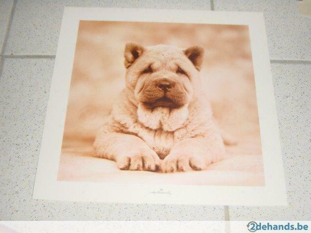 Prachtige chow-chow prent, Ophalen of Verzenden, Nieuw, Prent