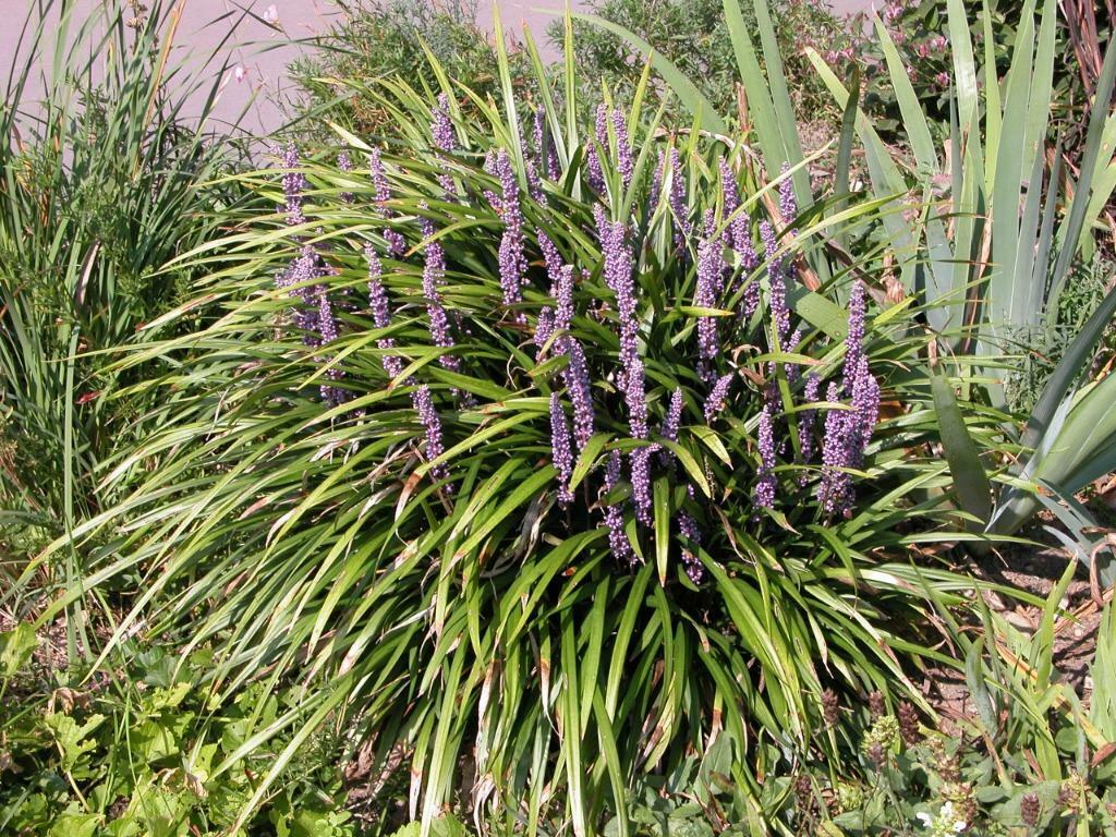 liriope muscari, Ophalen