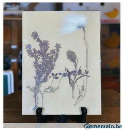 herbier plante de l'écosse  dans cadre vitré, Enlèvement ou Envoi