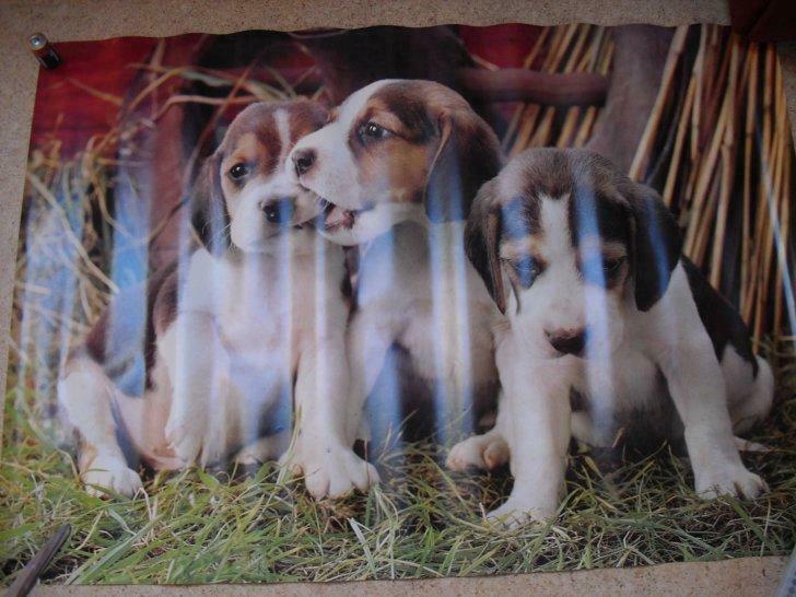 posters honden en katten, Ophalen of Verzenden, Gebruikt