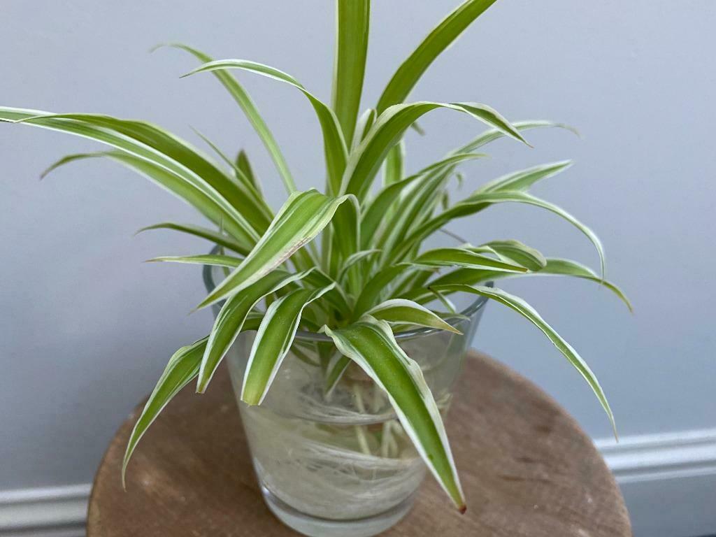 Graslelie stekjes, goed geworteld, 1 euro per stuk, Huis en Inrichting, Kamerplanten, Overige soorten, Minder dan 100 cm, Bloeiende kamerplant