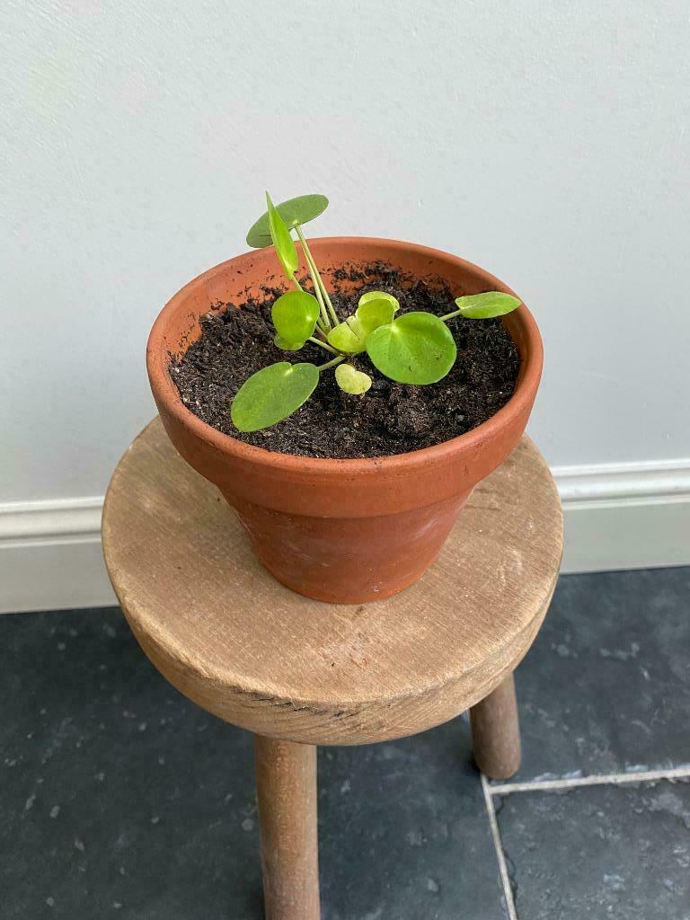 stekjes pannenkoekenplant, goed geworteld! 1 euro/stuk, Huis en Inrichting, Kamerplanten, Groene kamerplant, Ophalen, Overige soorten