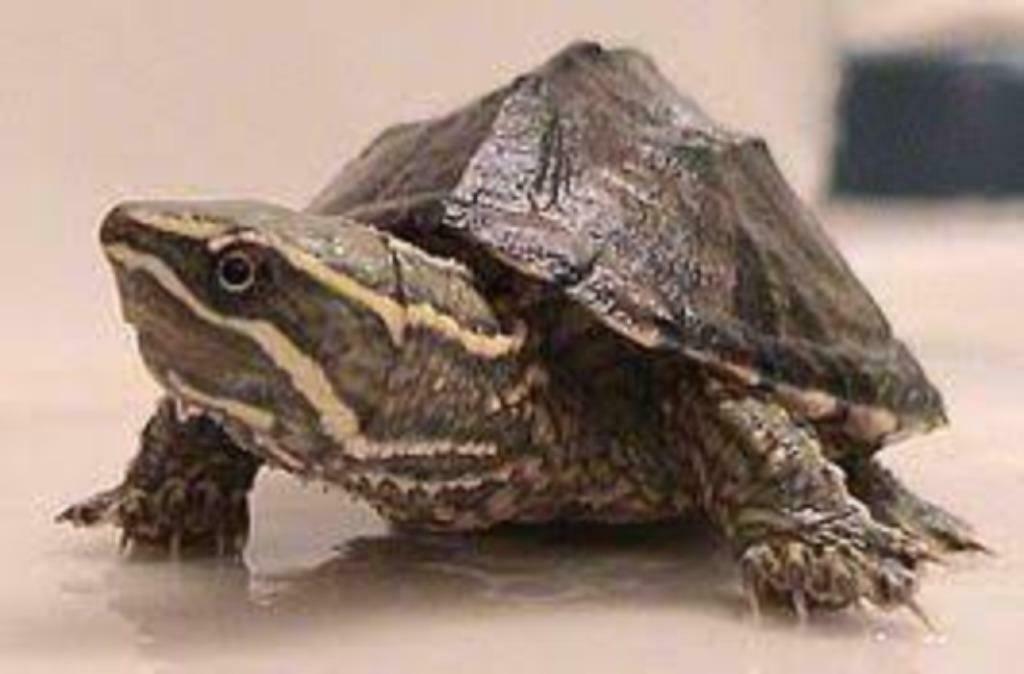 Sternotherus odoratus -= muskusschildpad, Dieren en Toebehoren, Schildpad, Tam, 0 tot 2 jaar