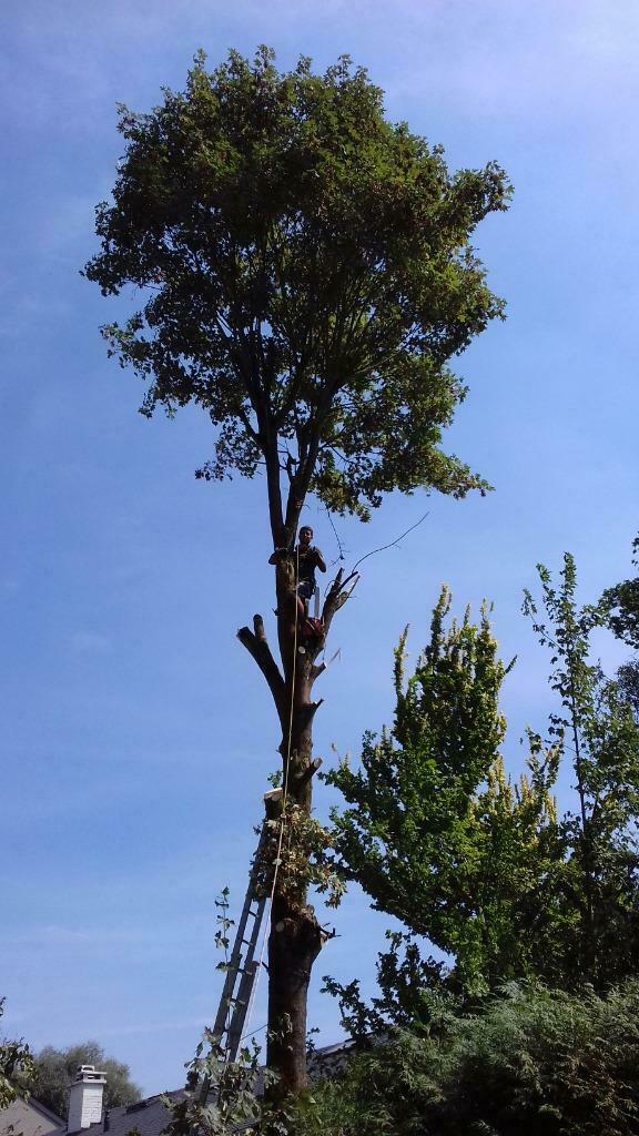 Elagage, Abattage, Dessouchage, Parc et jardin., Diensten en Vakmensen, Tuinmannen en Stratenmakers, Bestrating, Hekwerk of Schuttingen