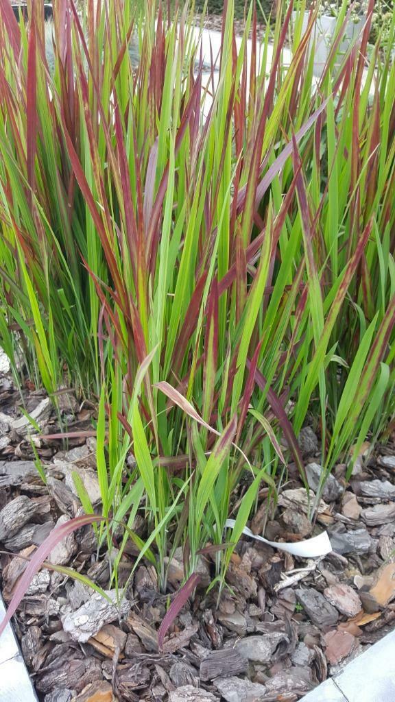 Siergrassen Red Baron, Tuin en Terras, Planten | Tuinplanten, Volle zon, Vaste plant, Siergrassen, Ophalen of Verzenden