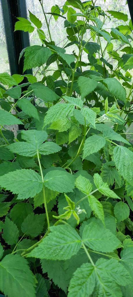 Bio Frambozen planten, Enlèvement, Plante fixe, Plantes fruitières