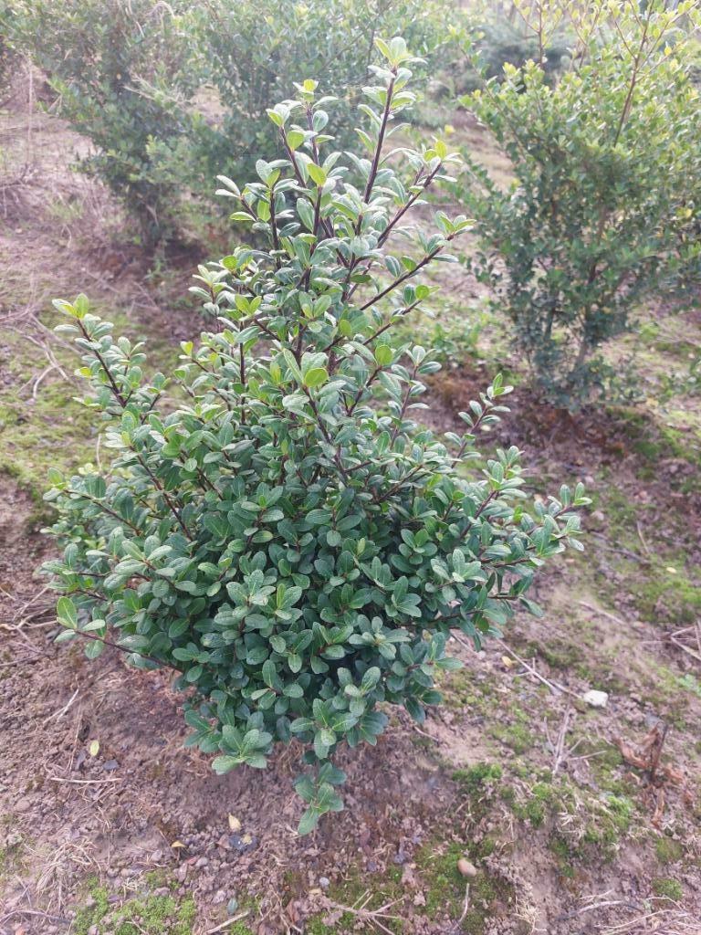 houx japonais/ buissont vert : Ilex crenata Caroline Upright, Jardin & Terrasse, Enlèvement, Houx, Haie, Moins de 100 cm