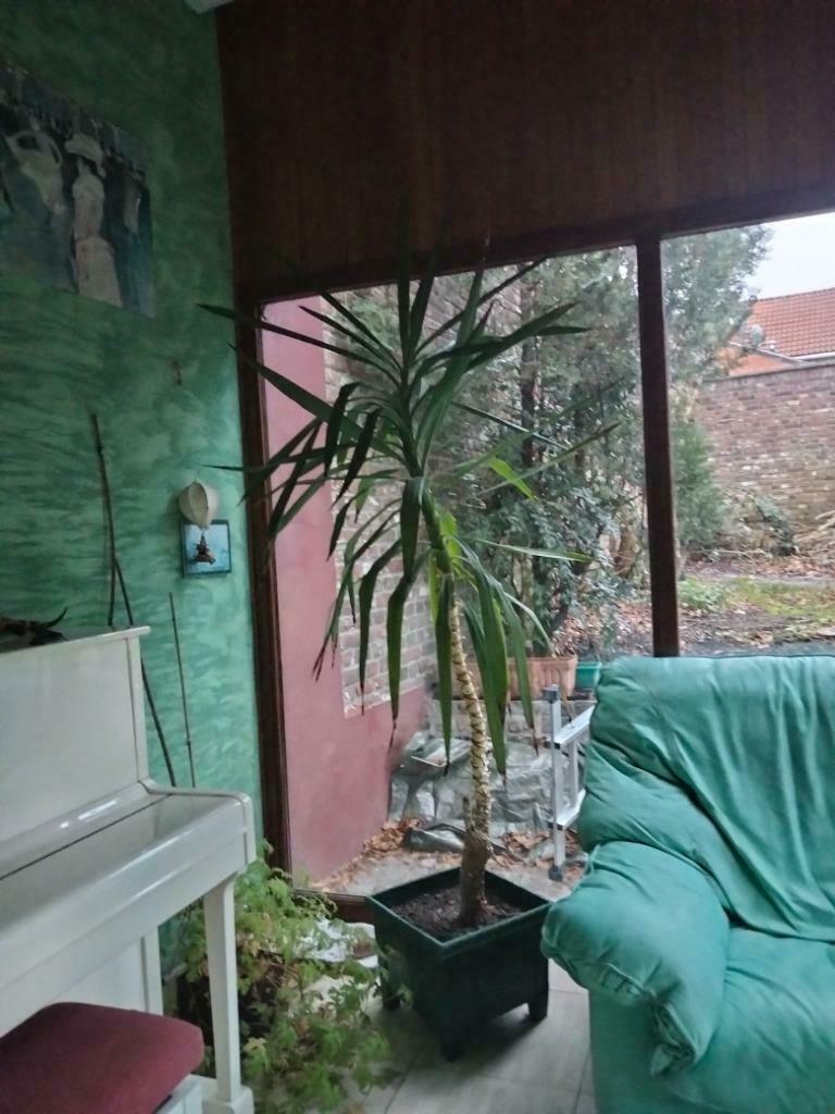 plante naturelle yuca 2m50 de hauteur, Maison & Meubles, Plantes d'intérieur, Plein soleil, Enlèvement, 200 cm ou plus, Yucca
