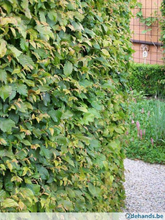 Haagplanten, Jardin & Terrasse, Plantes | Jardin, Enlèvement, Graminées ornementales